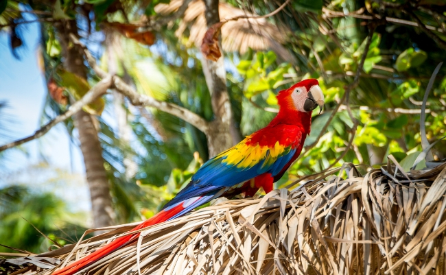 Costa Rica-the best destinations for a winter full of sun - bettersafe Costa Rica-the best destinations for a winter full of sun - bettersafe